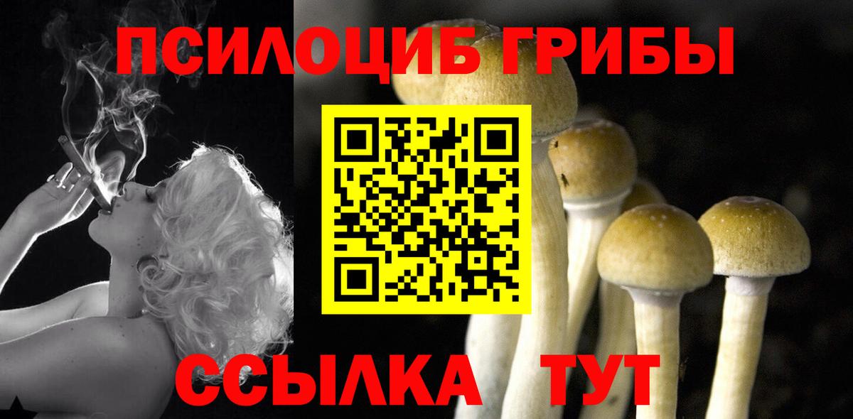 Псилоцибиновые грибы прущие грибы  Галлюциногенные грибы Psilocybe  Черняховск  где можно купить наркотик  Вход с VPN 